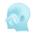 Blue silhouette of a head with maxillary sinus.